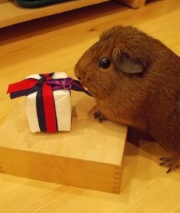 guinea pig opening a gift